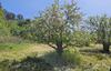 Storey RD., Corralitos, CA - Thumbnail Image #4