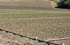 Located off Green Valley RD., Watsonville, CA - Thumbnail Image #4