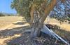 Located off Green Valley RD., Watsonville, CA - Thumbnail Image #6
