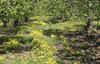 Storey RD., Corralitos, CA - Thumbnail Image #1