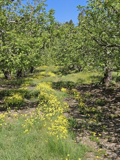 Storey RD., Corralitos, CA - Image #1