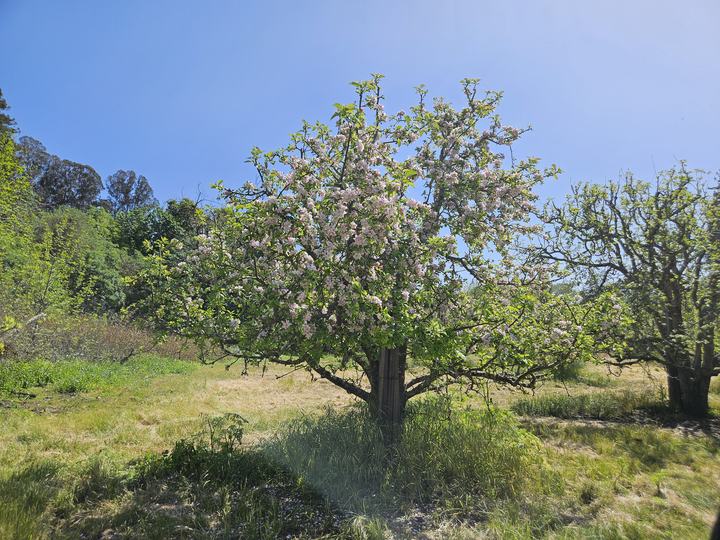 Storey RD., Corralitos, CA - Image #4