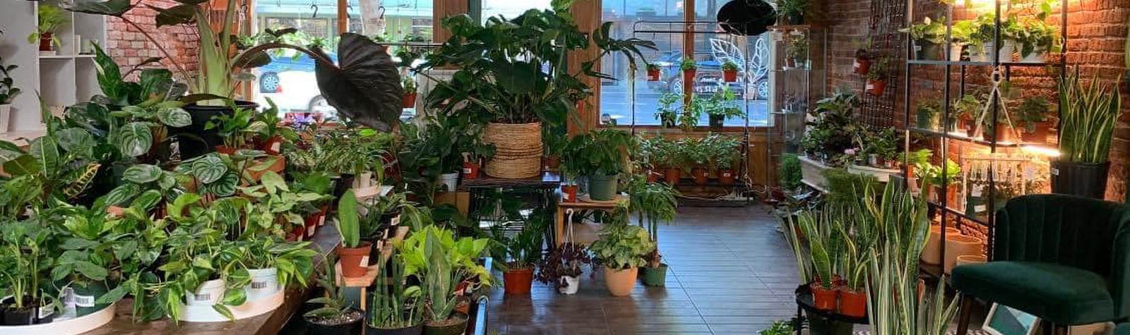 Vangs Plants and Succulents Hub