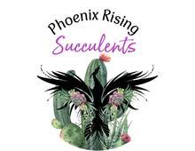 Phoenix Rising Succulents