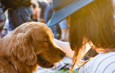 Image #1 about Dog-Friendly