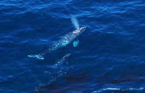 Whale Watching Packages