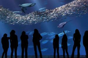 Image about Monterey Bay Aquarium