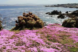 Image about Perkins Park in Pacific Grove