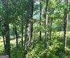 J35 Bent Grass, Clayton, GA - Thumbnail Image #2