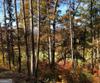 J35 Bent Grass, Clayton, GA - Thumbnail Image #5