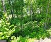 J35 Bent Grass, Clayton, GA - Thumbnail Image #12