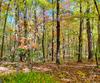 Charmont DR, Tiger, GA - Thumbnail Image #8