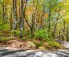 Charmont DR, Tiger, GA - Thumbnail Image #17