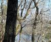 Lot 27 Lake Rabun Bluffs, Lakemont, GA - Thumbnail Image #16