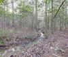 341 Brookwood LN, Clarkesville, GA - Thumbnail Image #74