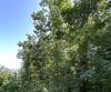 Ivy Ridge, Clarkesville, GA - Thumbnail Image #4