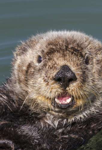 Image about Come visit our Otter friends!