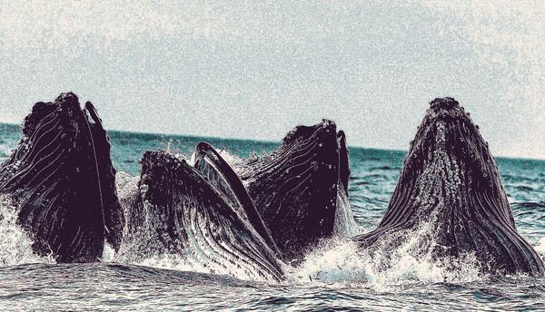 Image about Monterey Symphony - Landmark Gift