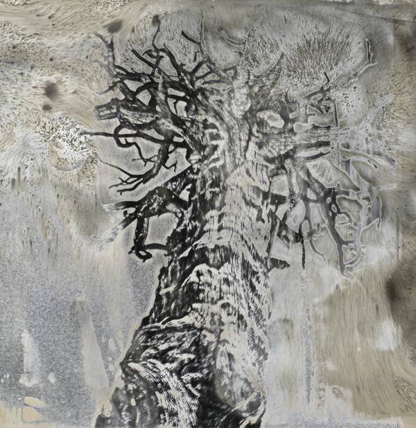 Image about Photographer Jane Olin's show, &ldquo;Some Trees,&rdquo; opens Saturday and continues through Aug. 23