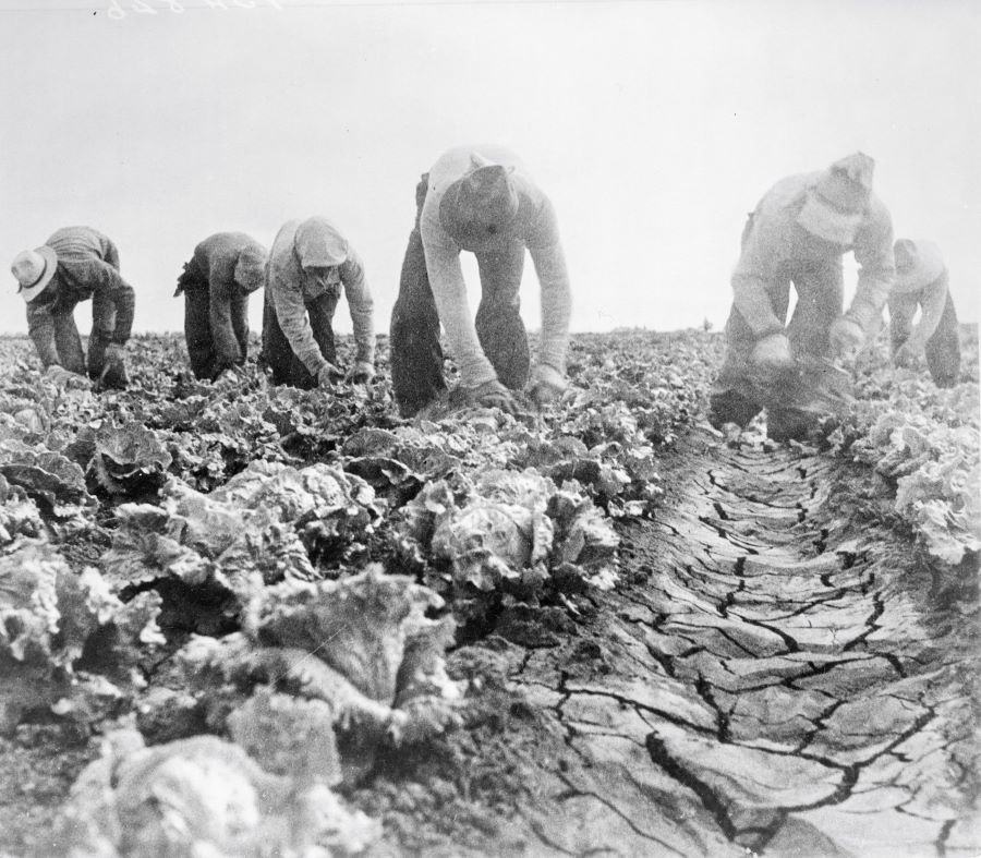 Dorothea Lange: 1935-1942
