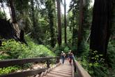 Pfeiffer Falls Trail (Photo credit: SeeMonterey.com) (Thumbnail)