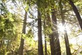 Pfeiffer Big Sur State Park (Photo credit: SeeMonterey.com) (Thumbnail)