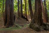 Pfeiffer Big Sur State Park - Photo 4 (Thumbnail)