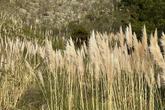 Invasive Jubata Grass (Pampas Grass) - Photo 2 (Thumbnail)
