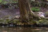 Pfeiffer Big Sur State Park - Photo 3 (Thumbnail)
