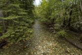 Pfeiffer Big Sur State Park - Photo 4 (Thumbnail)