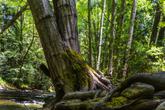 Pfeiffer Big Sur State Park - Photo 5 (Thumbnail)