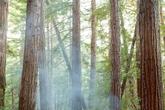 Alila Ventana Big Sur - Photo 3 (Thumbnail)
