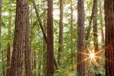 Alila Ventana Big Sur - Photo 4 (Thumbnail)