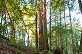 Alila Ventana Big Sur - Photo 5 (Thumbnail)