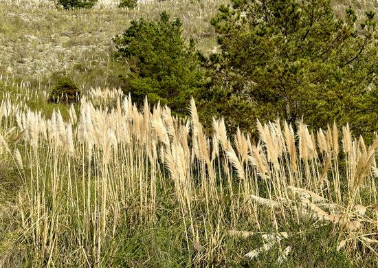 Invasive Jubata Grass (Pampas Grass) - Photo 1 (Thumbnail)