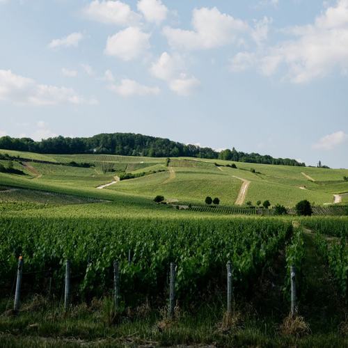 Champagne Jacquesson: Image #109