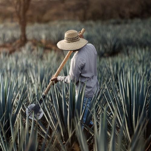 Clase Azul: Image #379