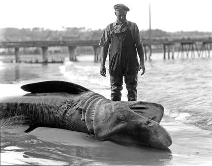 Image about Historic Tales of the Monterey Bay: Sharks, Fishermen and Life Beneath the Waves is the focus of the next Wharf Walk