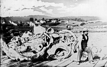 Image about Azorean Fishermen: Whaling and the Portuguese Legacy in the Monterey Bay