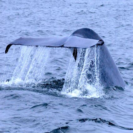 Image about Whalefest Monterey Returns April 11–12, 2026 Featuring 40+ Interactive Exhibits, an Engaging Two-Day Symposium and more
