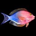Hopko Glass Reef Fish Art Glass Sculptures