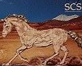 2014 SCS Annual Edition Collection featuring Esperanza the Horse