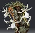 Showcase glass works of Art