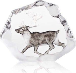 Wildlife Reindeer