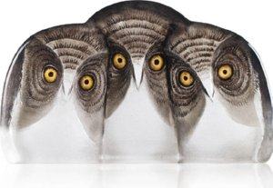 Wildlife Owls
