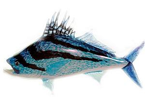 Rooster Fish
