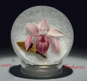 Pink Orchid, Victor Trabucco