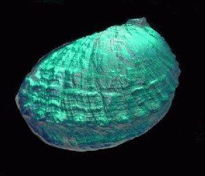 Abalone Dichroic Shell sm