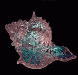 Murex Dichroic Shell CURRENTLY UNAVAILABLE