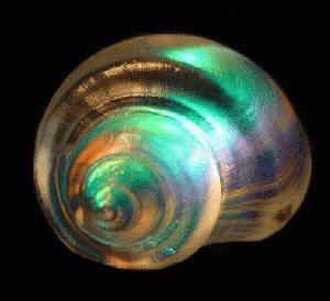 Snail Pointed Dichroic Shell CURRENTLY UNAVAILABLE